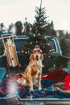 a golden retriever sitting in front of a christmas tree