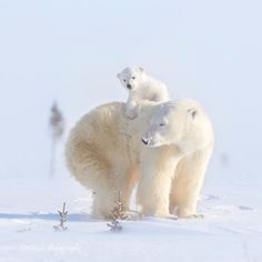 two polar bears standing in the snow with their heads on each other's shoulders