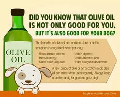 a bottle of olive oil next to a dog's face and the words, did you know that olive oil is not only good for dogs?