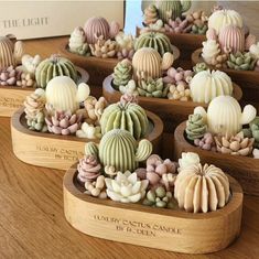 several small cactus plants in wooden containers on a table with the light logo above them