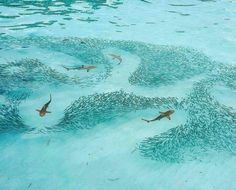 a flock of birds flying over a body of water with lots of fish in it