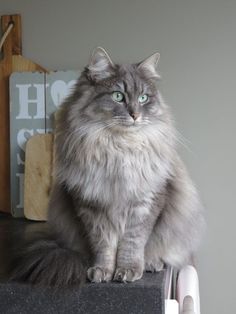 a fluffy cat sitting on top of a counter