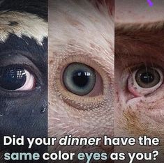 three different pictures with the words did your dinner have the same color eyes as you?