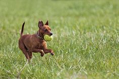 a small brown dog running through the grass with a tennis ball in its mouth,