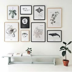 there are many framed pictures on the wall next to a potted plant and a table