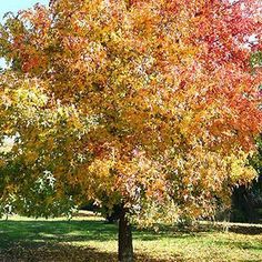 a tree with red, yellow and orange leaves