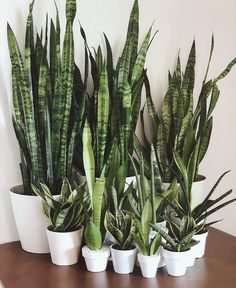 there are many potted plants on the table