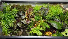 an aquarium filled with lots of different types of plants