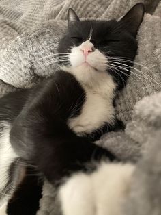 a black and white cat laying on top of a bed next to a gray blanket