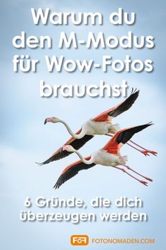 two flamingos flying in the sky with words below that read, warmum du den m - modus fur wow - fotos brauchst