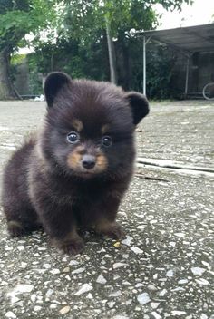 a small black and brown dog sitting on top of gravel