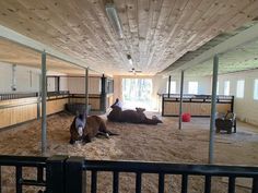 two horses laying on the ground in an enclosed area with wooden floors and ceilinging