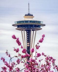 the space needle with pink flowers in front of it