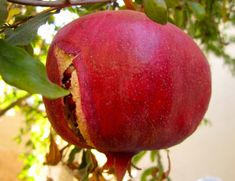 a red fruit hanging from a tree with green leaves