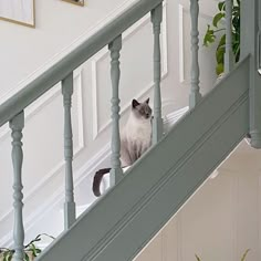 a grey and white cat sitting on top of a banister next to a plant