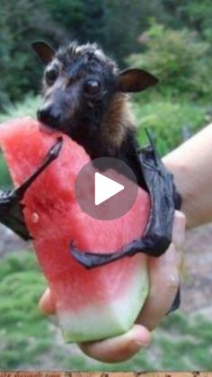 a bat eating a piece of watermelon in the palm of someone's hand