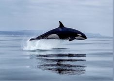 an orca jumping out of the water