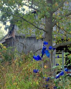 blue glass flowers in front of an old barn