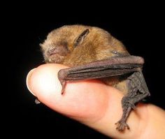 a small bat sitting on top of a persons finger