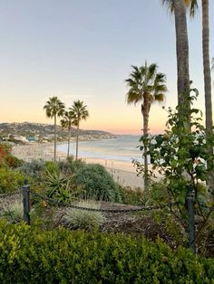 palm trees line the beach as the sun sets