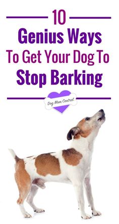 a brown and white dog standing in front of a purple sign that says genius ways to get your dog to stop barking