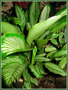 a close up of a plant with green leaves