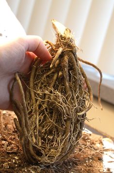 someone is holding the roots of a plant in their hand and it looks like they are growing out of the ground