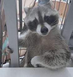 a raccoon standing on its hind legs and looking at the camera