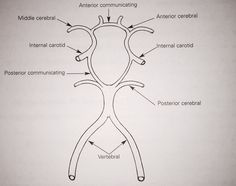 diagram of the parts of a human body