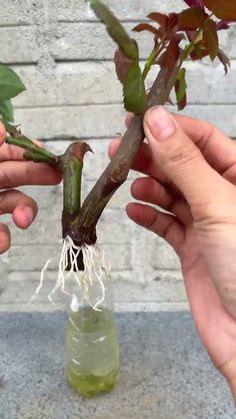 Try water rose cuttings Plant Cuttings In Water, How To Root Rose Cuttings, How To Root Roses From Cuttings, Propogating Rose Stem, Homemade Plant Fertilizer, Propogate Roses From Cuttings