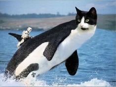 a black and white cat riding on top of an orca whale in the ocean