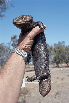 a person holding a large lizard in their hand