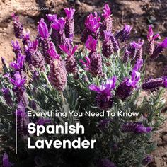 purple flowers with the words everything you need to know about spanish lavender