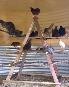 several chickens and roosters are standing on top of a wooden ladder in a barn