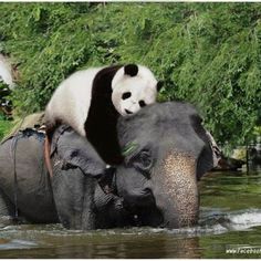 two panda bears sitting on top of an elephant in the water