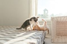 two kittens playing with each other on a bed in front of a window by an empty basket