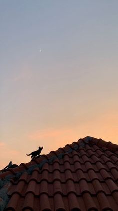 a cat sitting on top of a roof next to a bird flying in the sky