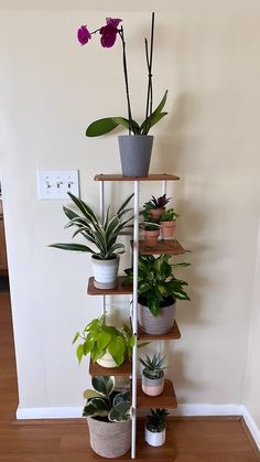 there are many potted plants on the shelf