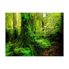 a forest filled with lots of green plants and trees