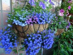 blue and purple flowers in baskets hanging from a brick wall next to other colorful plants