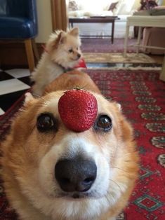 a dog with a strawberry on its head sitting next to another dog in a living room