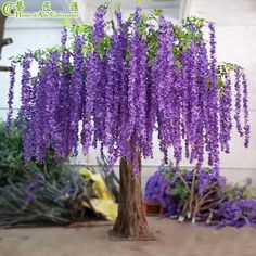 purple flowers are growing on the tree outside