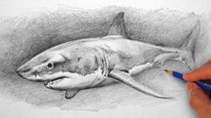 a pencil drawing of a shark with its mouth open