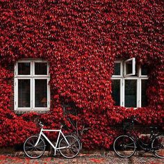 two bikes parked next to each other in front of a building covered with red ivy