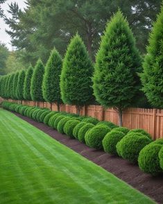 a row of trees line the side of a wooden fence in front of a green lawn