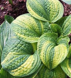 a close up of a plant with green leaves in the ground near dirt and grass