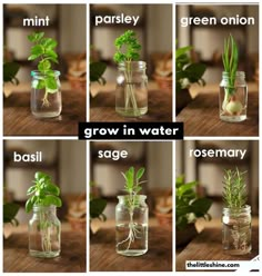 the stages of growing plants in jars with water and soil inside them, including basil, parsley, grow in water, sage rosemary