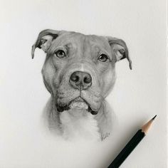 a pencil drawing of a dog's face