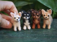 three tiny chihuahua puppies sitting next to each other in front of a person's hand