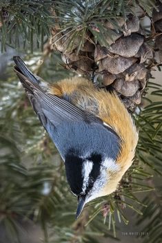 a bird sitting on top of a pine tree